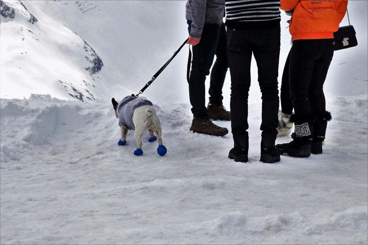 Keep Your Pup's Paws Safe: The Ultimate Guide to Dog Boots for Winter