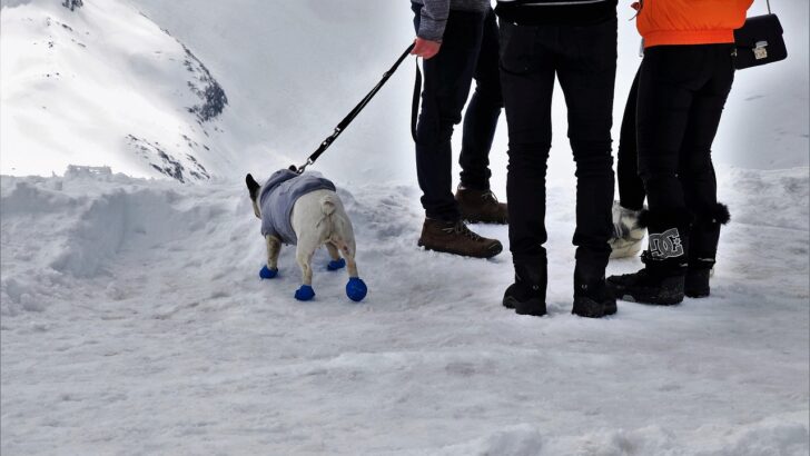 When and Why Dogs Need Boots in Winter