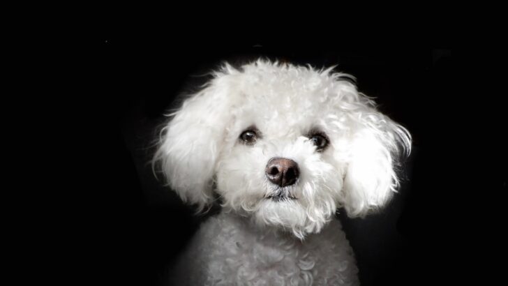 How Simplifying Your Dog&rsquo;s Routine Can Boost Happiness