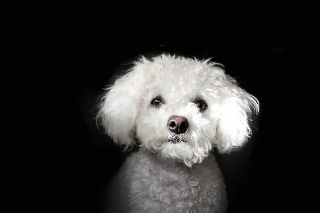 Minimalist Dog Lifestyle: Simplify Your Pup’s Daily Routine