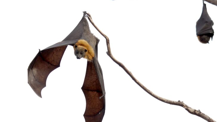 Bushfires and Scorching Heat Claim Thousands of Australia&rsquo;s Grey-Headed Flying Foxes