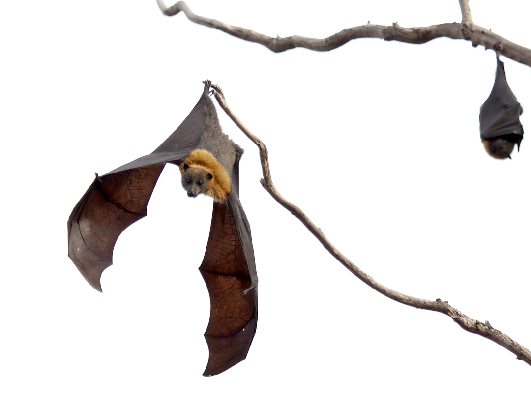 Australian Bushfires and Extreme Heat Take Deadly Toll on Vulnerable Flying Foxes