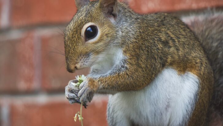 What Most People Get Wrong About Squirrels as Pets