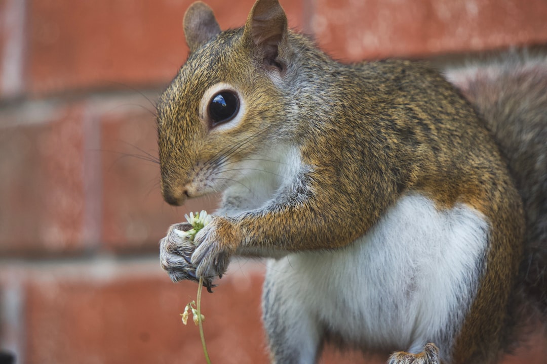Do squirrels make good pets
