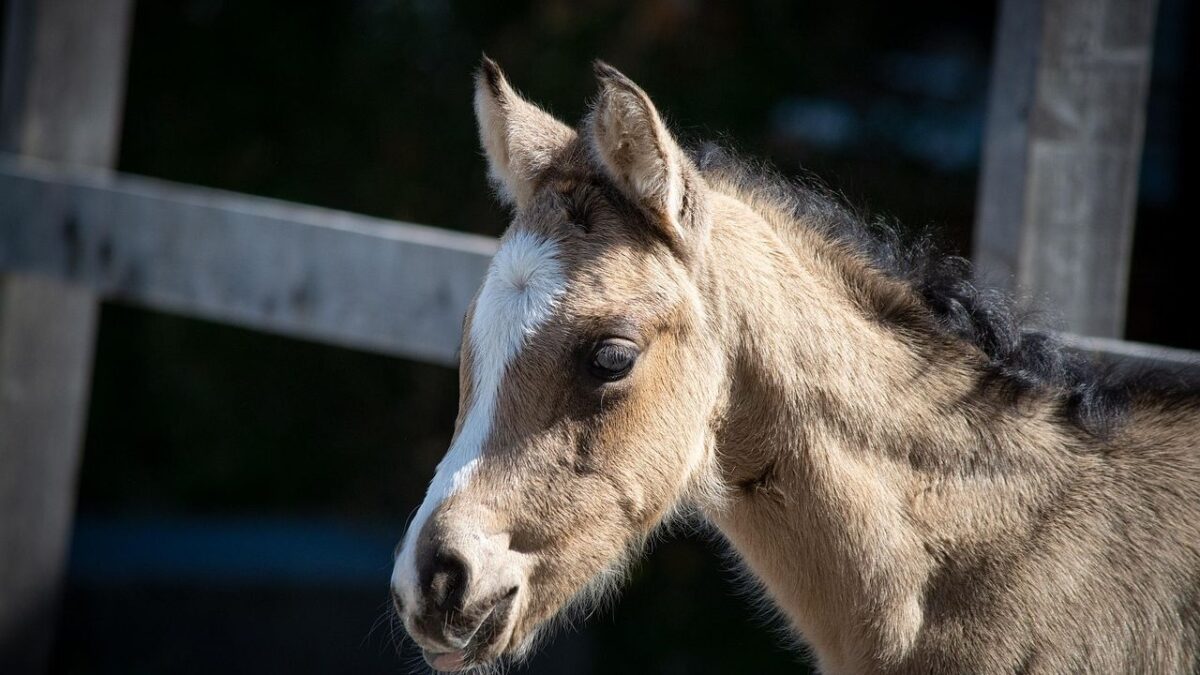 Rescued Foal Josie Trades Shadows for Spotlight at Solstice Sanctuary