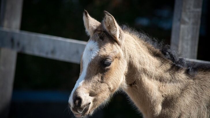 Rescued Baby Horse Trades Shadows for Spotlight at Solstice Sanctuary