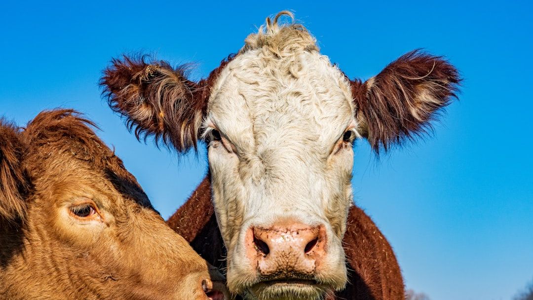 Bonded Cows Bo Diddley and Reba Rescued from Livestock Auction Just in Time for Baby's Arrival