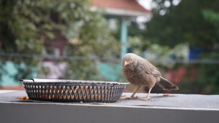 Natural Foraging Treats That Keep Pet Birds Healthy
