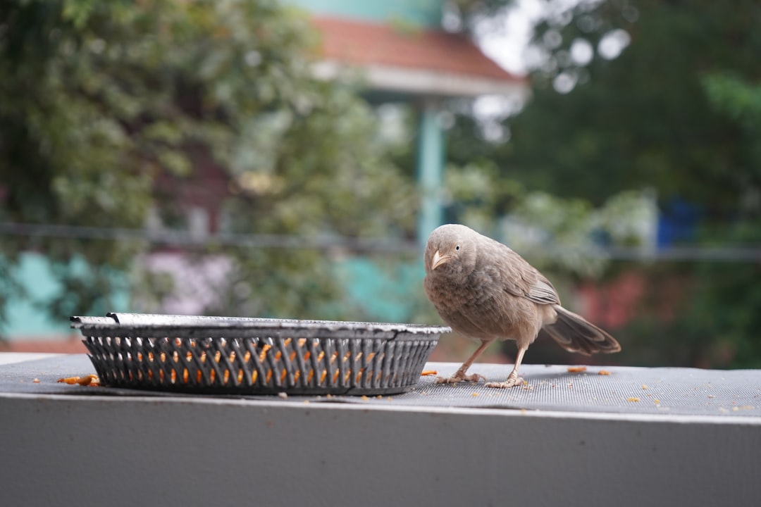 10 Natural Bird Foraging Treats to Boost Your Feathered Friend's Wellbeing