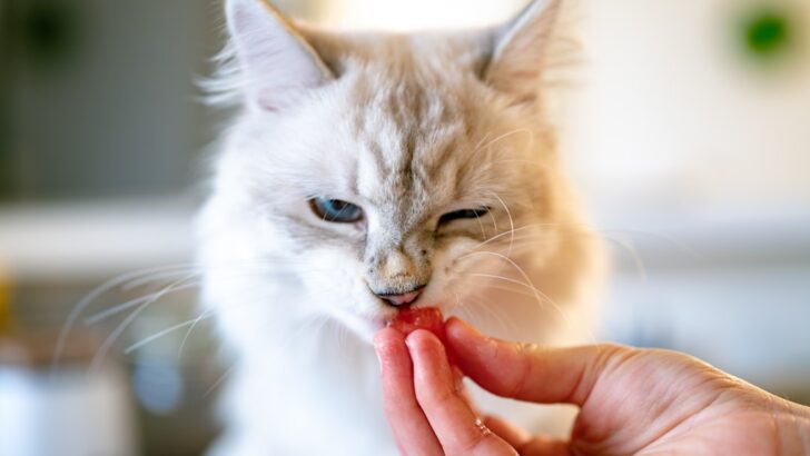 Cat Dental Essentials for Fresh Breath and Healthy Teeth