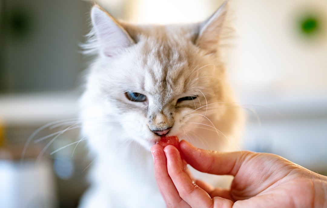 15 Cat Dental Must-Haves for Fresh Breath and Fancy Little Fangs