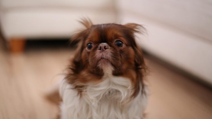 New Study Finds Harsh Human Tones Disrupt Dogs&rsquo; Emotional Stability