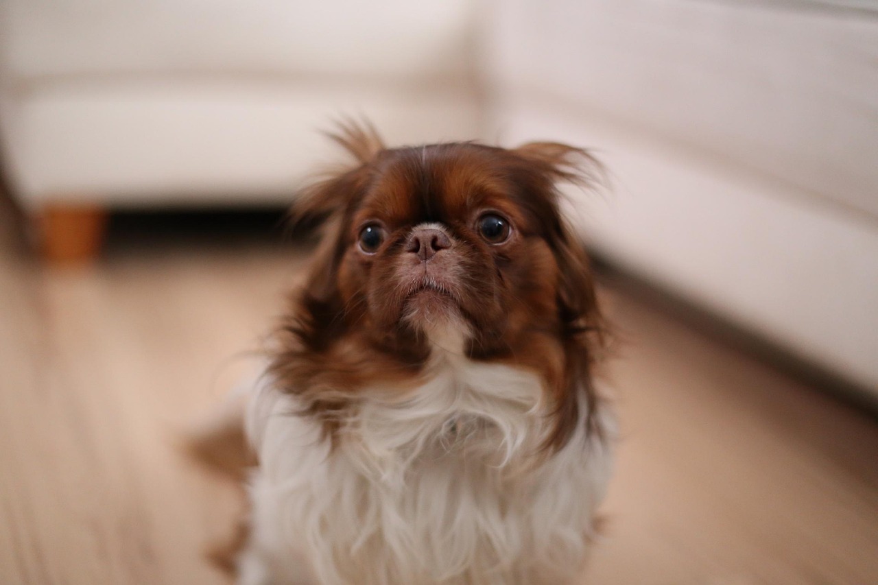Yelling at Your Dog Can Literally Destabilize Them, New Study Shows