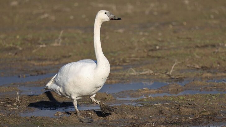 Fearless Wildlife Rescuer Saves Majestic Trumpeter Swan in a Daring Rescue