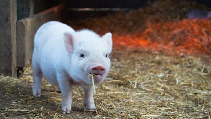 Baby Pig Barks Like a Pro After Lessons From Her Pittie Brother