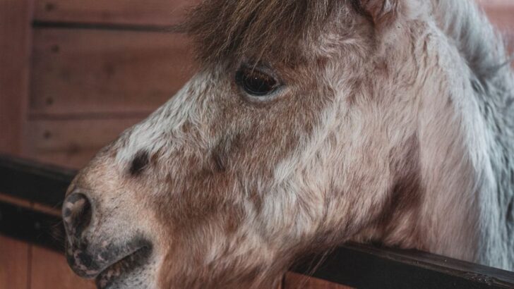 Terrified Foal Conquers Fear Through Unlikely Friendships and Tender Care