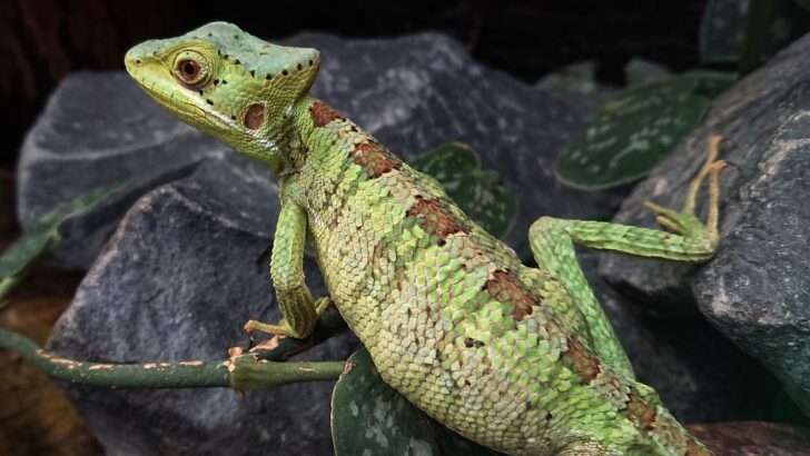Space Saving Reptile Enclosures That Actually Work