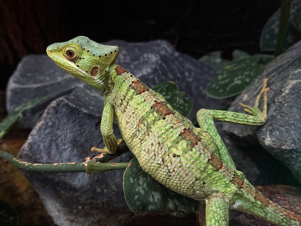 Creative Reptile Habitat Ideas for Small Spaces