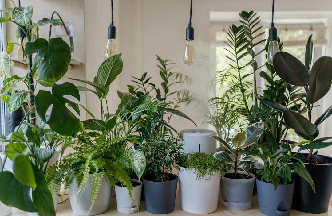 Full Spectrum LED Lighting for Thriving Plant Growth