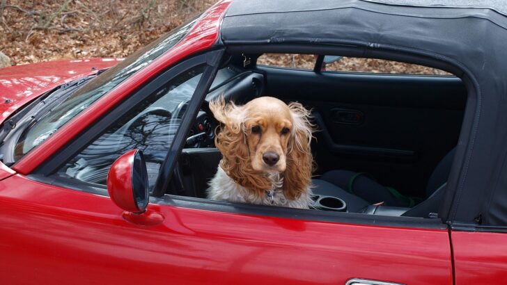 The Ultimate Guide to Comfortable Road Trips With Pets