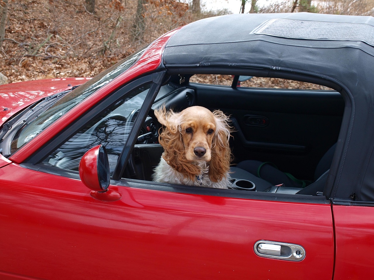 Pet-Friendly Travel: Essential Tips for Road Trips with Pets