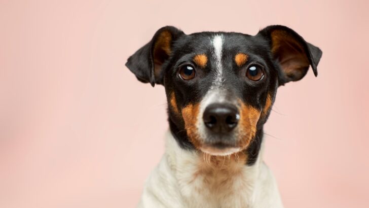 Preventive Screenings That Protect Dogs from Hidden Health Risks