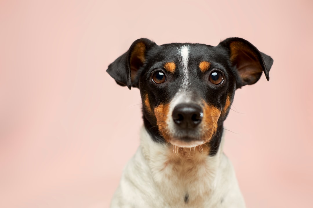 Preventive Health Checks Dogs: Staying Ahead of Hidden Ailments