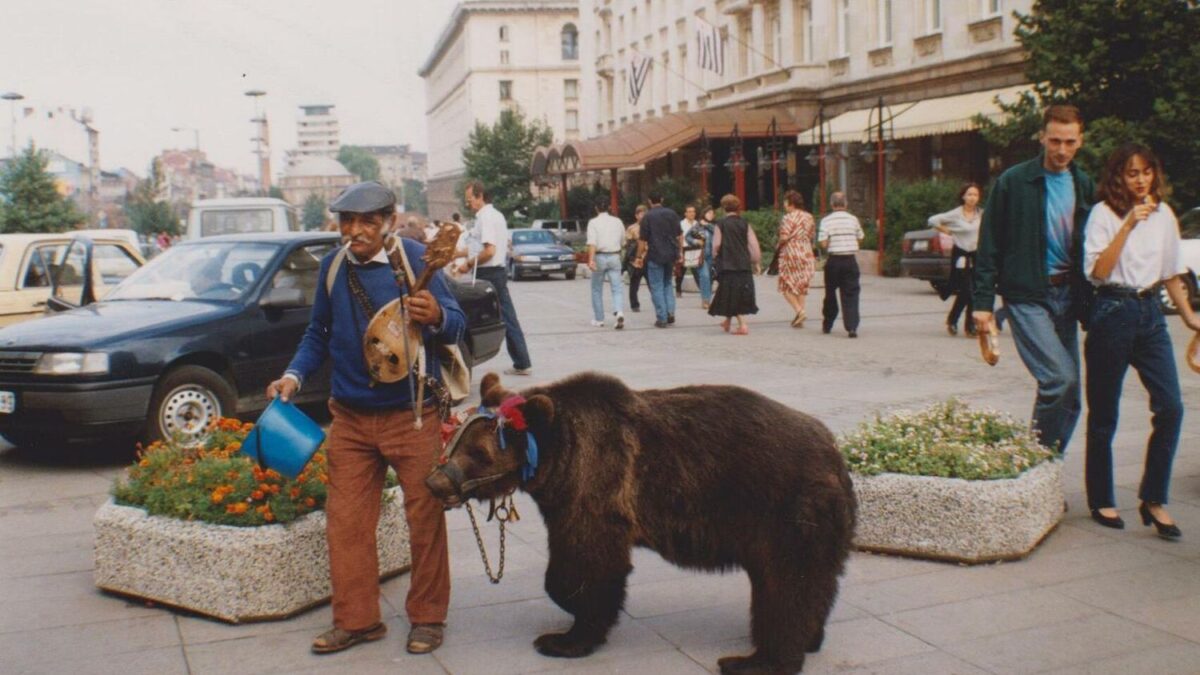 Which Zodiac Signs That Would Bond With a Bear