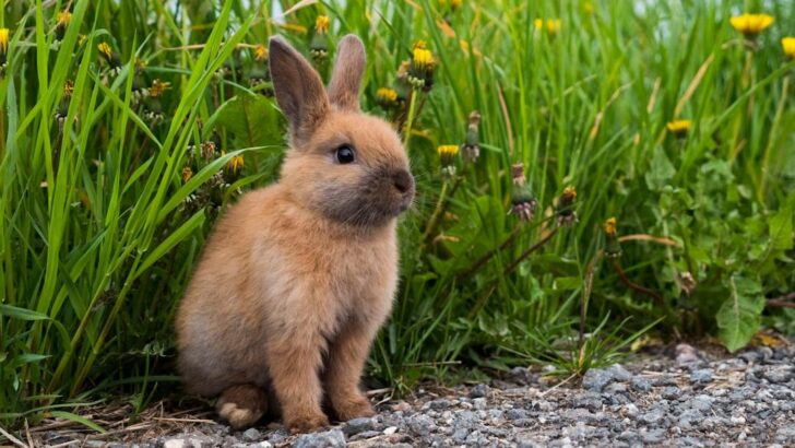 A Tiny Bunny Finds a Best Friend in a Golden Retriever