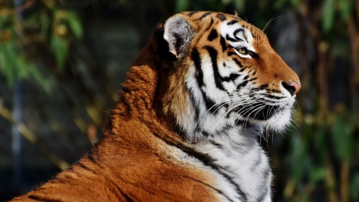 In His New Beginning a Rescued Tiger Clings to His Giant Red Ball