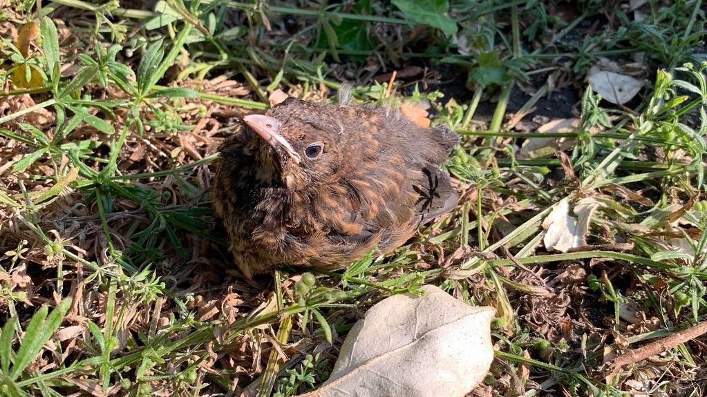 What Happens When a Baby Bird Falls from Its Nest? Expert Advice