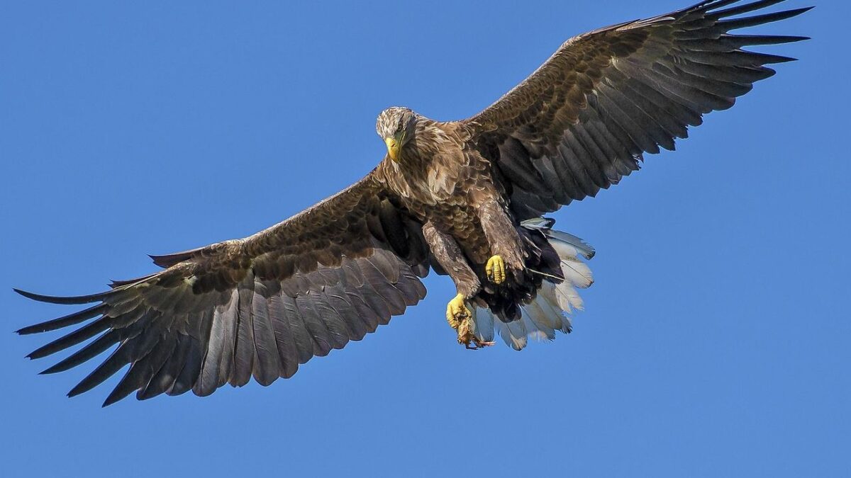 7 Extraordinary Eagle Species