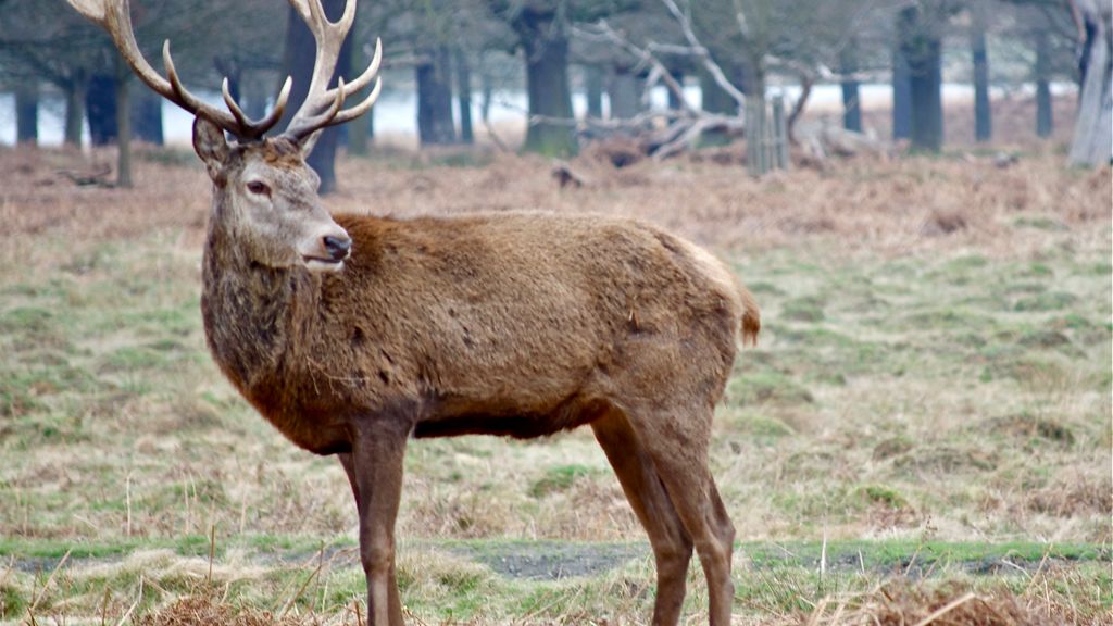 The Spirit Animals Associated With Zodiac Sign Capricorn