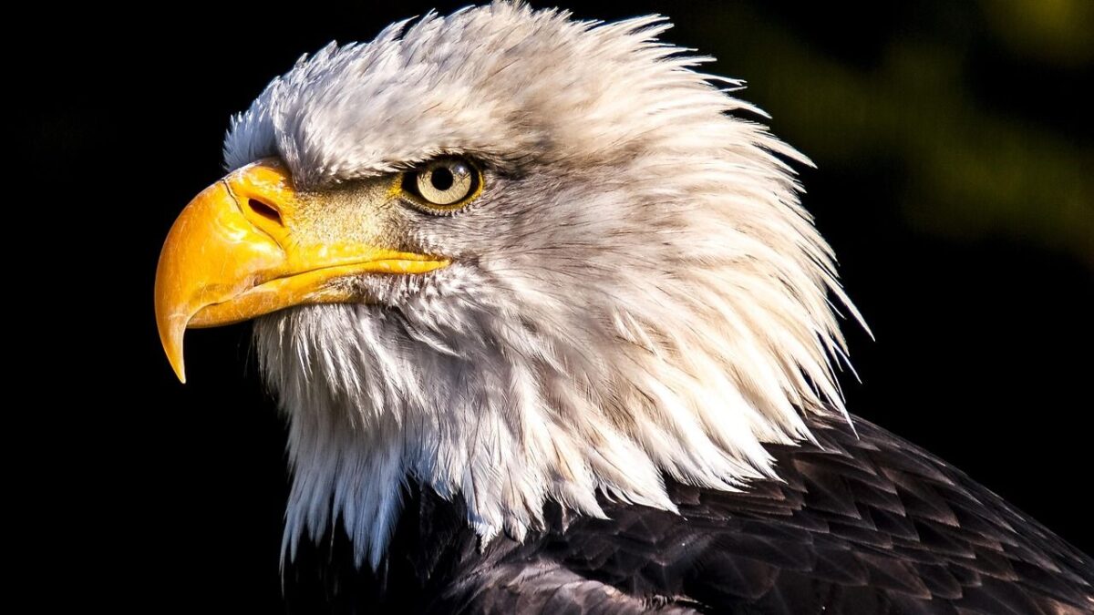The US States With the Most Bald Eagles