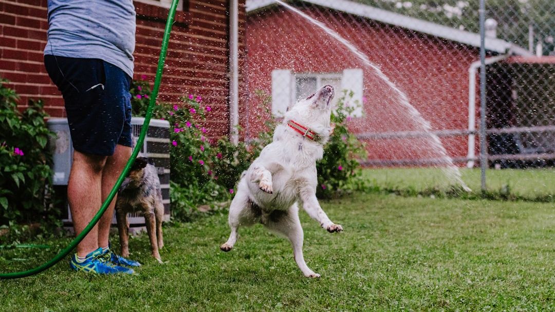 What Happens When an Abandoned Puppy Finally Finds a Forever Home?