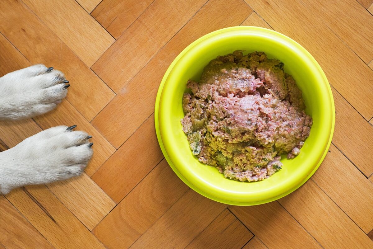 How to Choose the Best Wet Food for Your Pet: A Talis Us Guide
