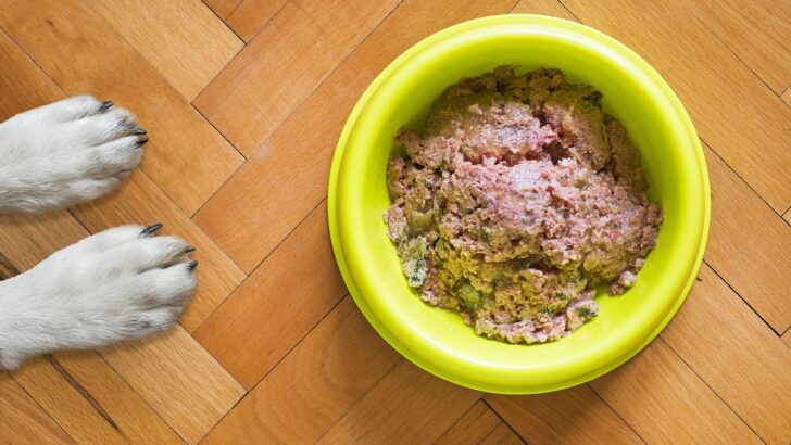 Unlocking the Best Wet Food Choices for Your Pet’s Health and Happiness