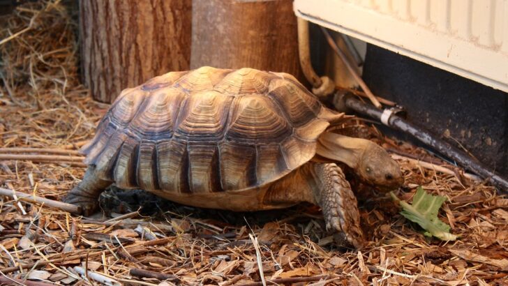 What to Feed Your Tortoise for Lifelong Shell Strength