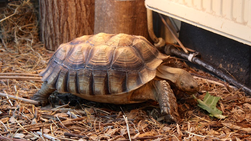 Complete Tortoise Nutrition Guide: Building a Strong Shell Through Diet