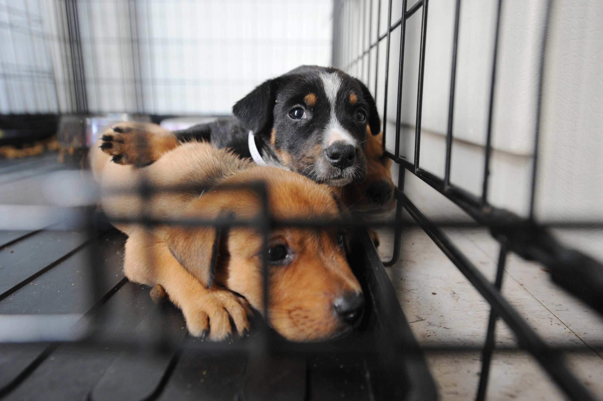 Over 50 Shelter Dogs Land in New Jersey to Find Their Forever Valentine