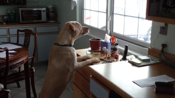 Emergency Steps Every Owner Should Know If a Dog Eats Glass