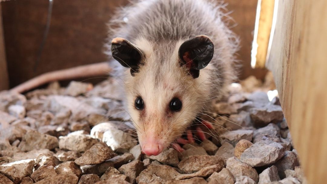 Pro Rescuer Kim Saves Terrified Opossum from Precarious Tree Perch