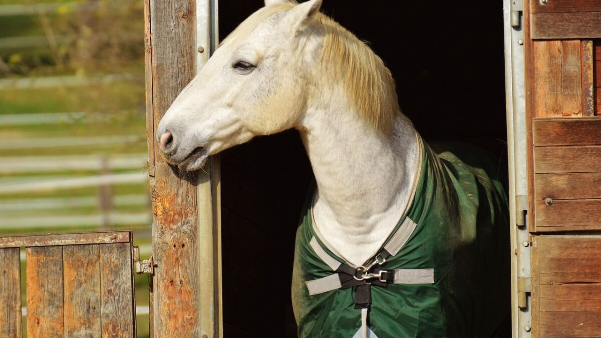 Aggressive Rescue Horse Finds Calm in Guitar Strums and Steadfast Care