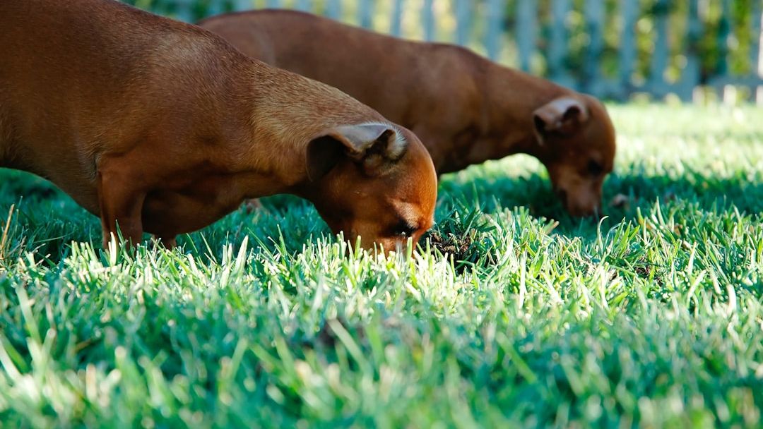 6 Common Pet Myths Debunked: What You Thought You Knew Is Wrong