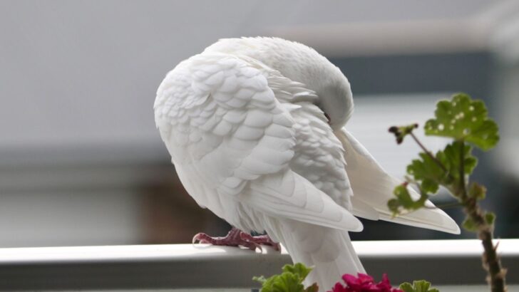Essential Grooming Routines for a Healthy Pet Bird