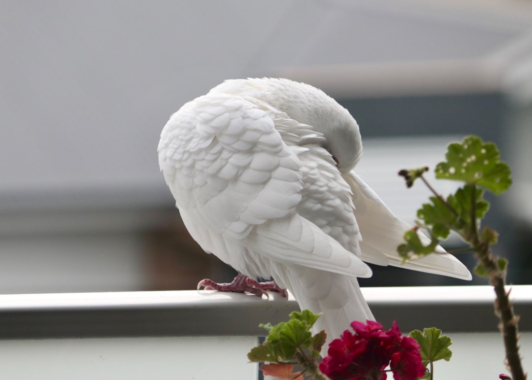 Bird Grooming Tips: Keeping Your Feathered Friend Healthy