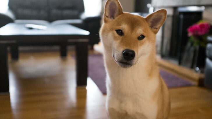 Apartment Dogs Can Thrive With the Right Routine
