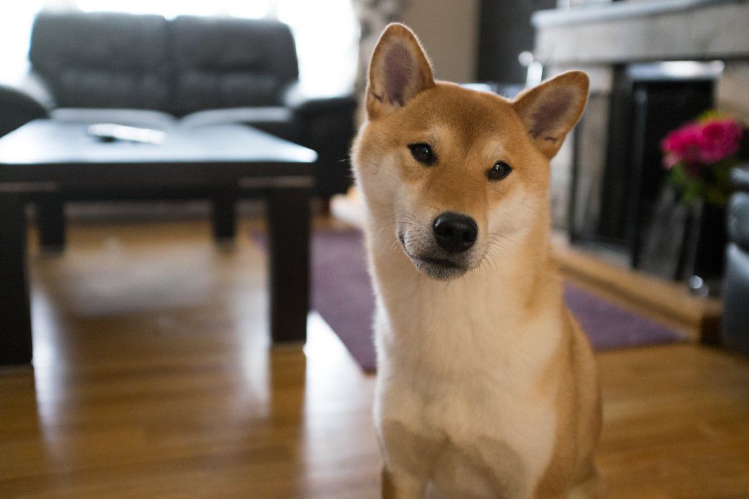 Dog Friendly Apartment Tips For City Living