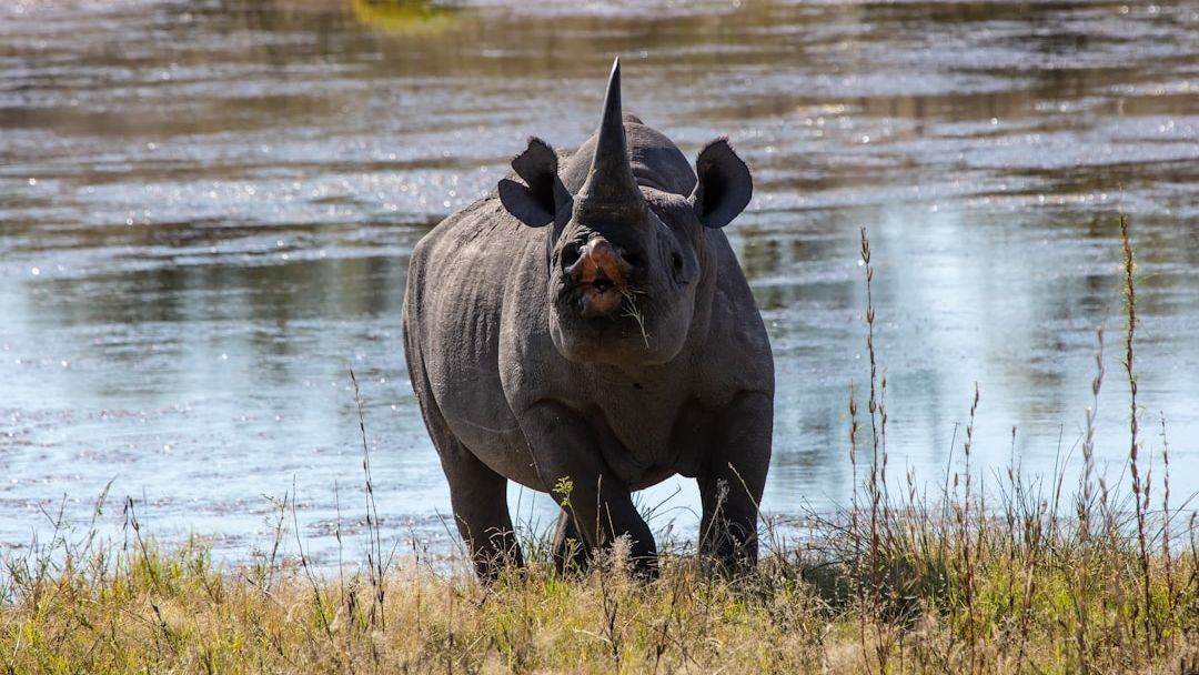 Powerful Rhino Flips Two-Ton Rival in Epic Etosha Watering Hole Clash