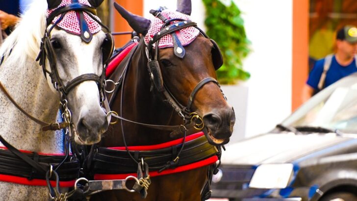 City Swaps Horse Carriages for Electric Alternatives, Sparking Animal Welfare Cheers
